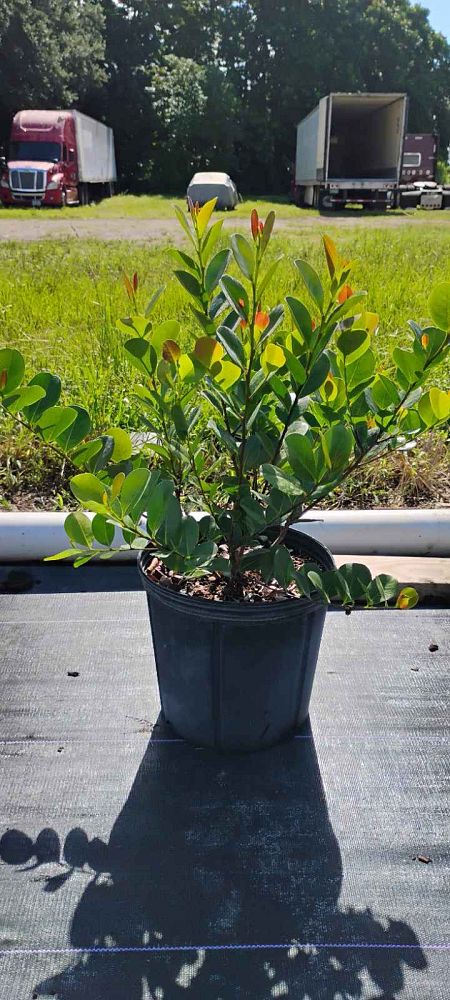 chrysobalanus-icaco-red-tip-cocoplum