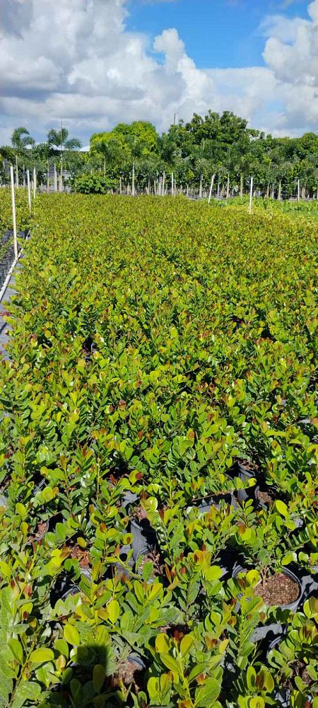 chrysobalanus-icaco-red-tip-cocoplum