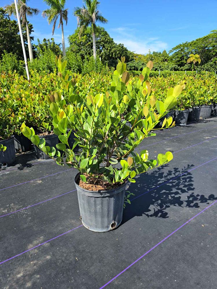 chrysobalanus-icaco-red-tip-cocoplum
