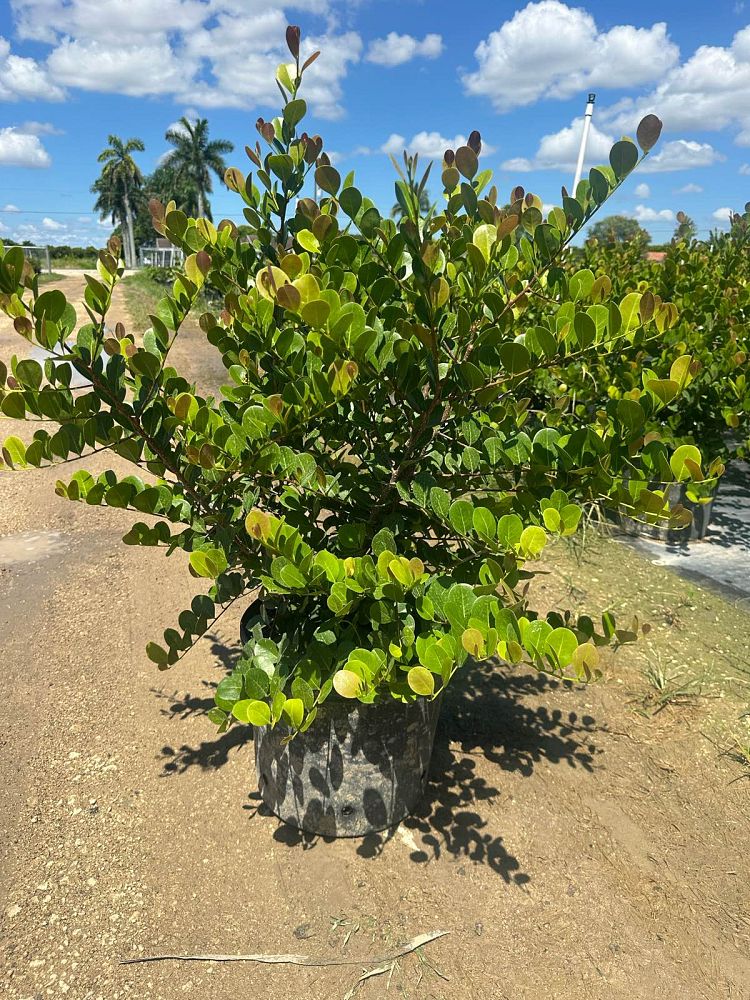 chrysobalanus-icaco-red-tip-cocoplum