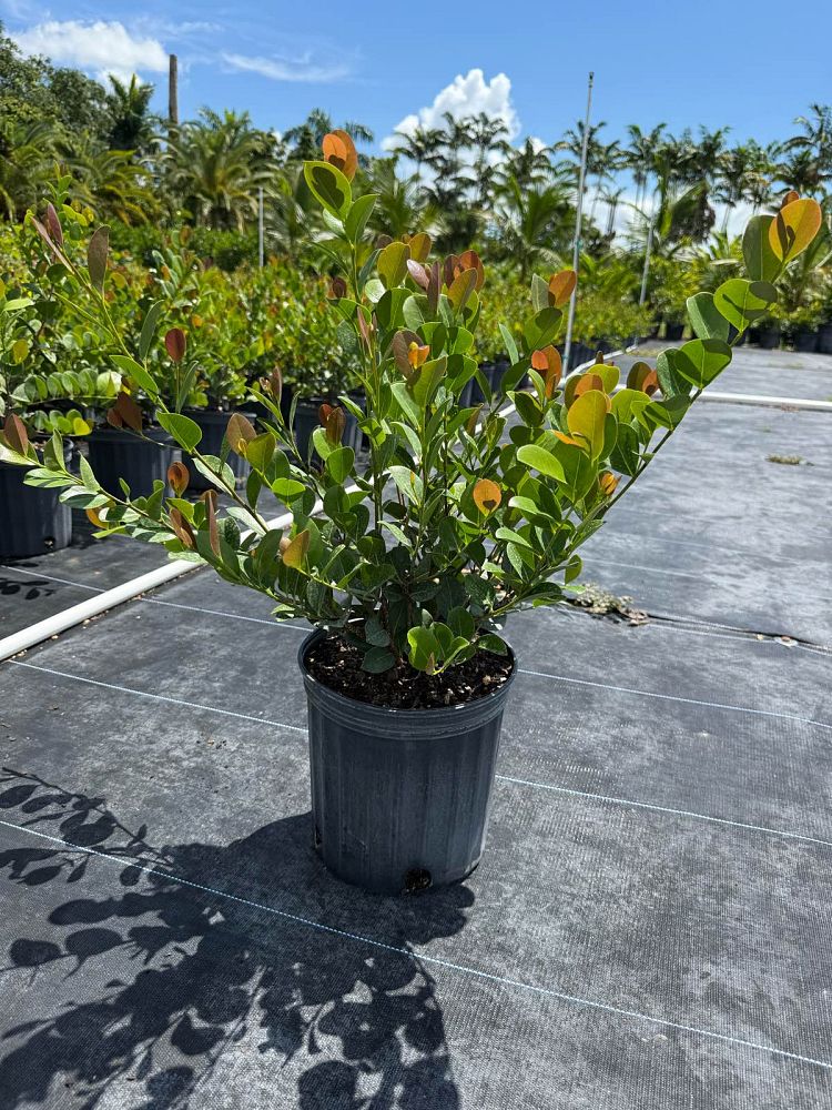 chrysobalanus-icaco-red-tip-cocoplum