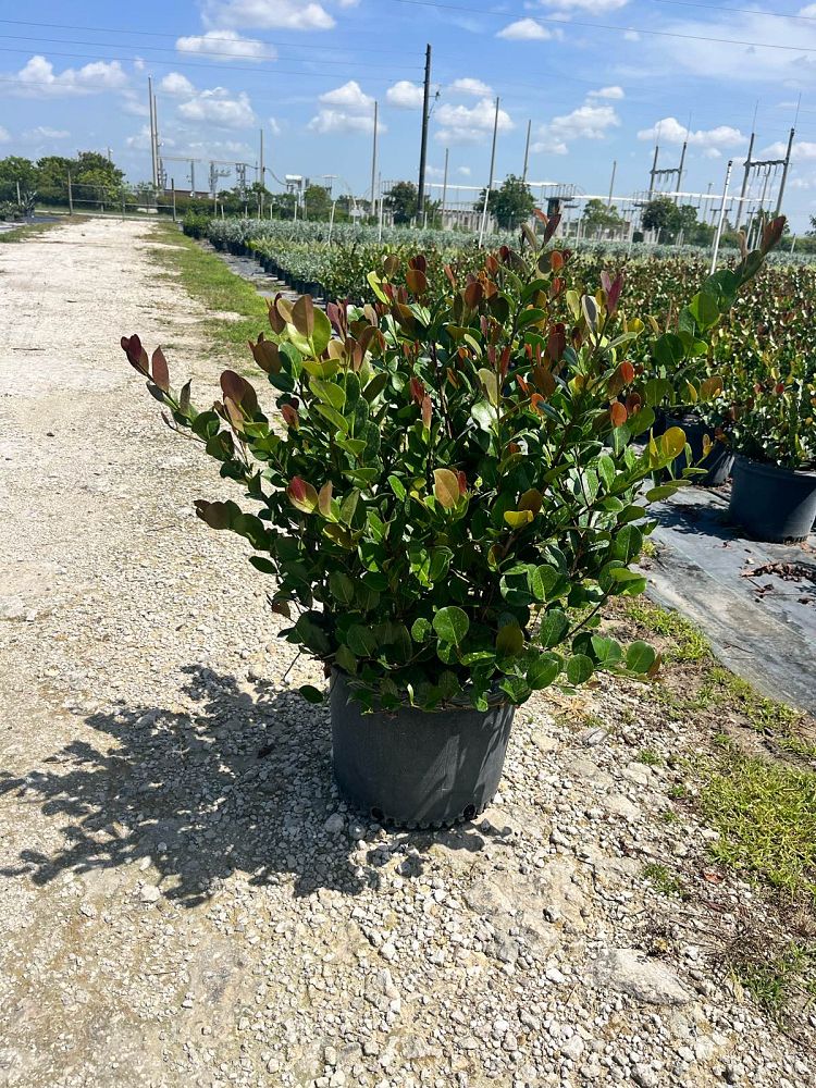 chrysobalanus-icaco-red-tip-cocoplum