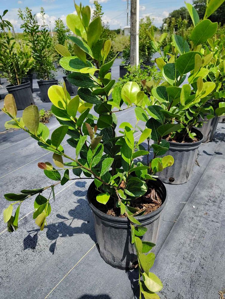 chrysobalanus-icaco-red-tip-cocoplum