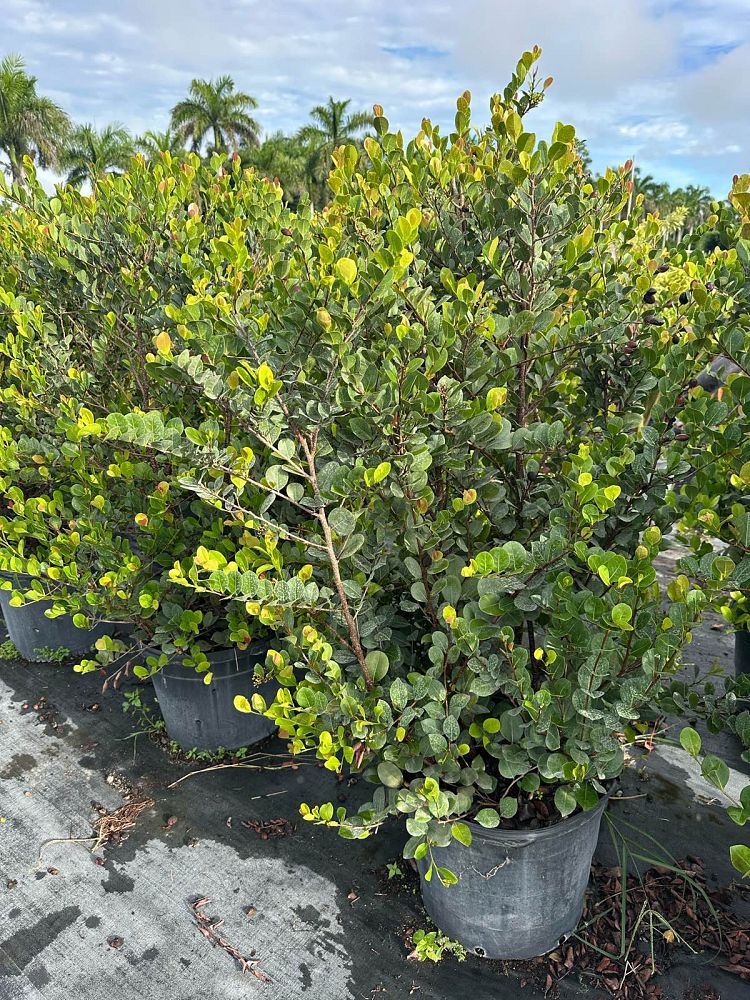chrysobalanus-icaco-red-tip-cocoplum