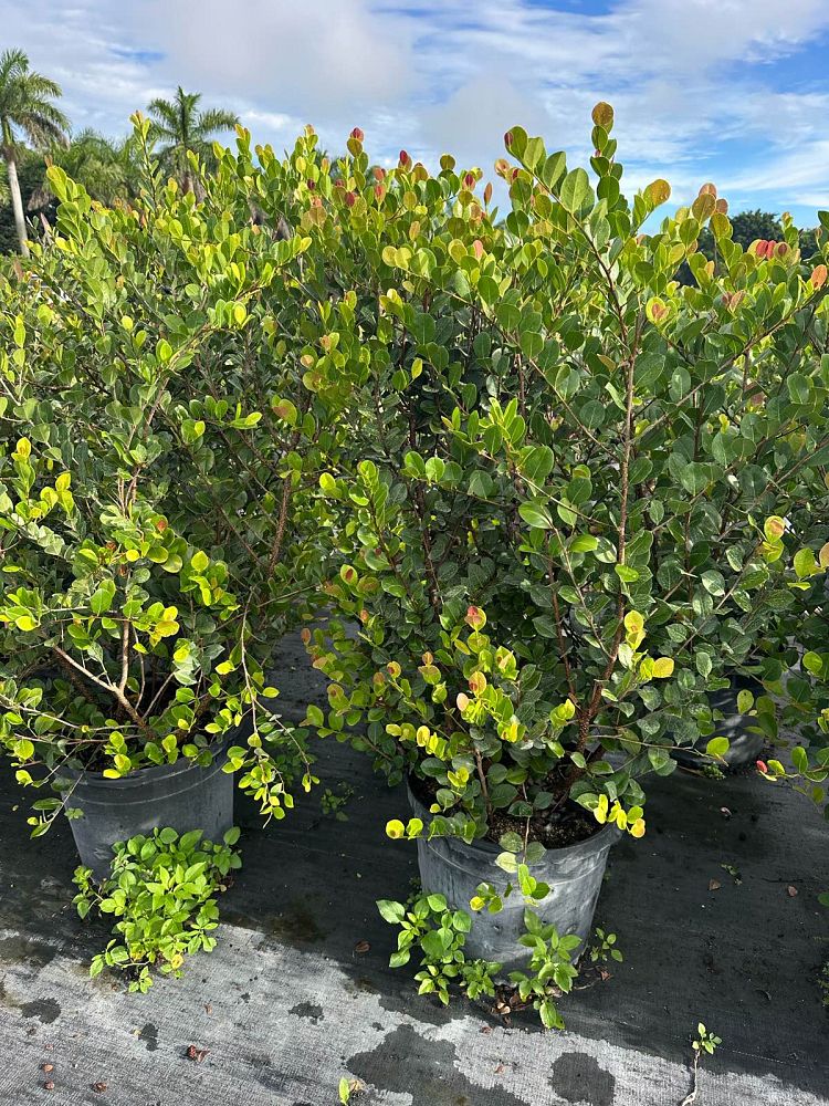 chrysobalanus-icaco-red-tip-cocoplum