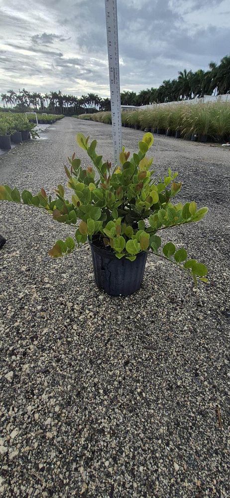 chrysobalanus-icaco-red-tip-cocoplum