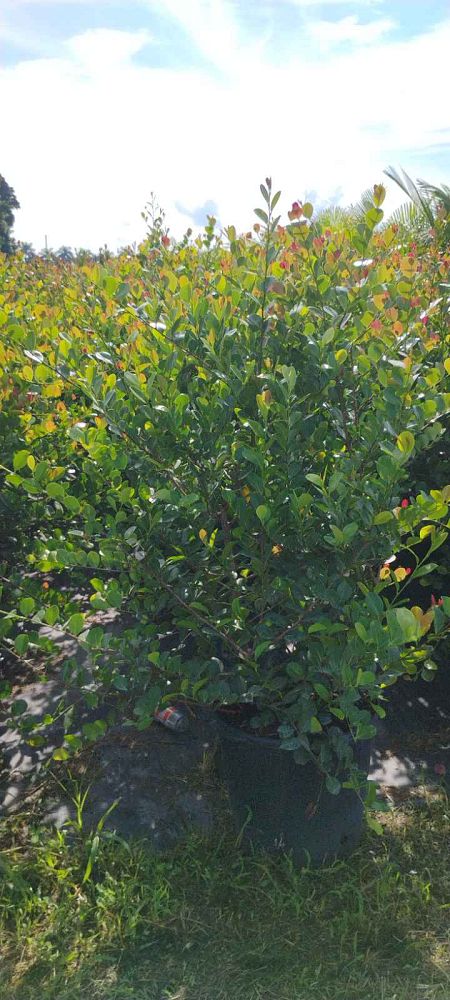 chrysobalanus-icaco-red-tip-cocoplum