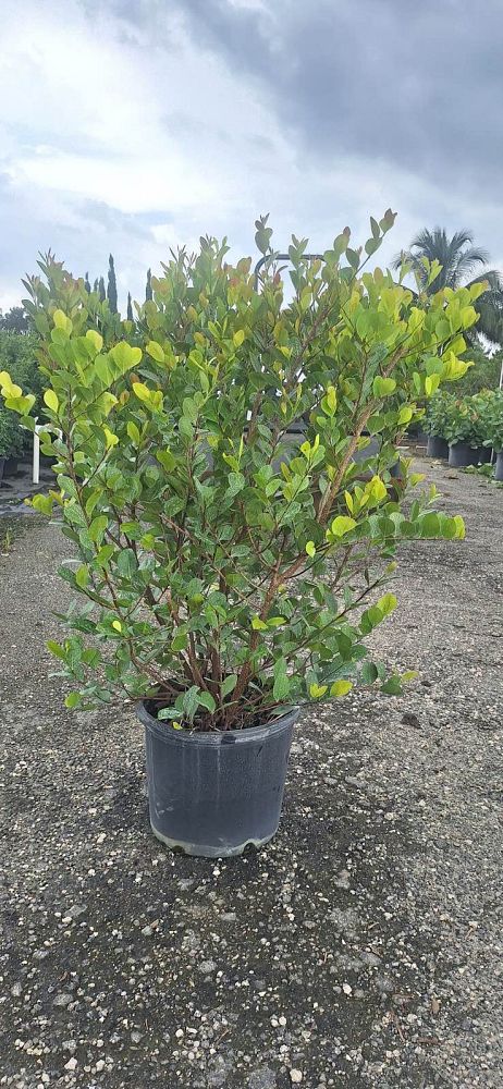 chrysobalanus-icaco-red-tip-cocoplum