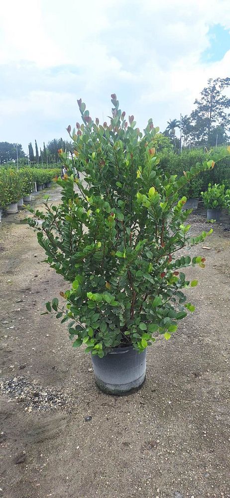 chrysobalanus-icaco-red-tip-cocoplum