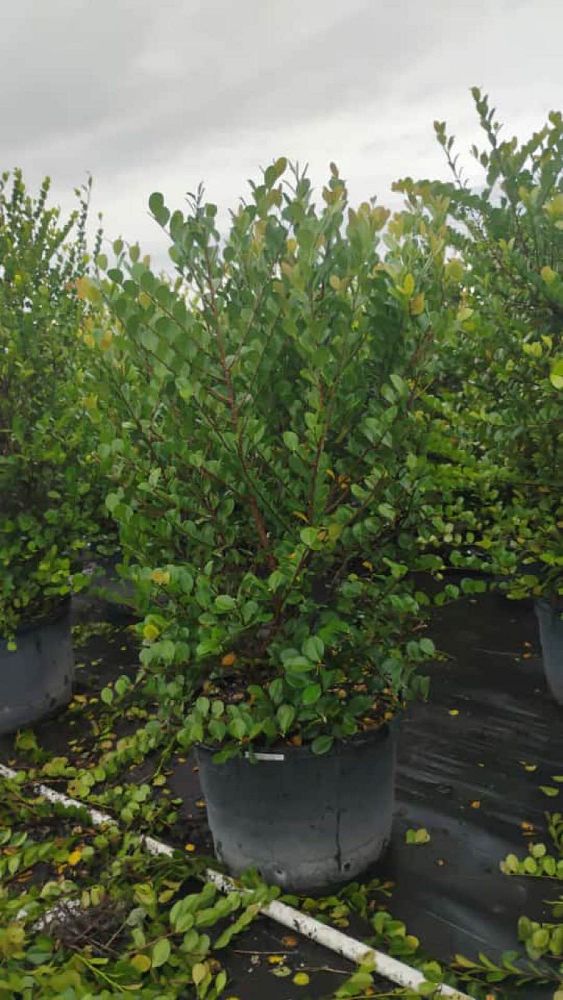 chrysobalanus-icaco-red-tip-cocoplum
