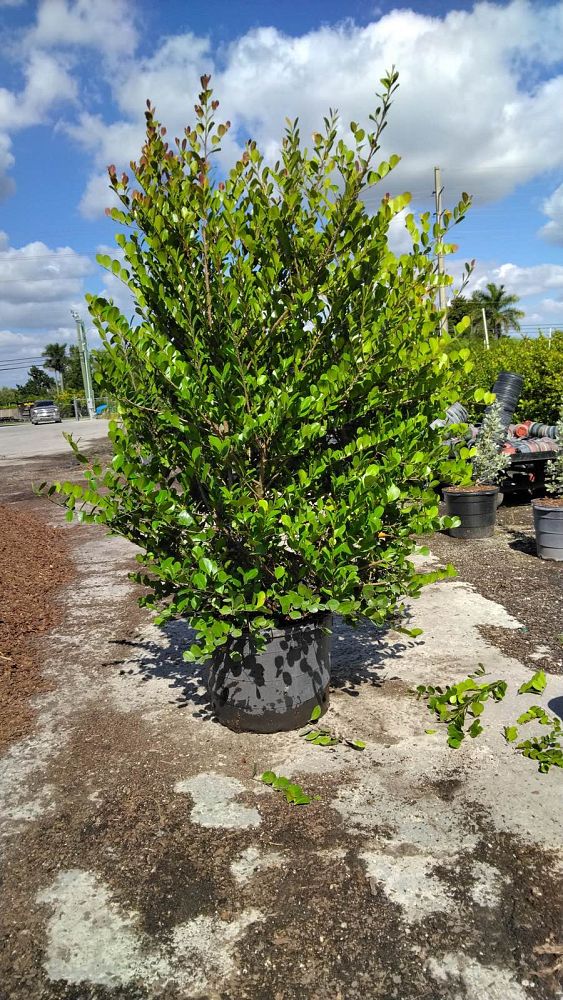 chrysobalanus-icaco-red-tip-cocoplum