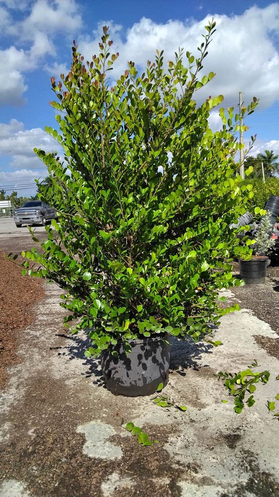 chrysobalanus-icaco-red-tip-cocoplum