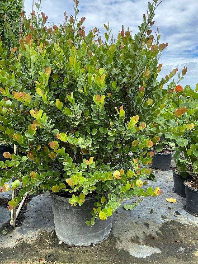 chrysobalanus-icaco-red-tip-cocoplum