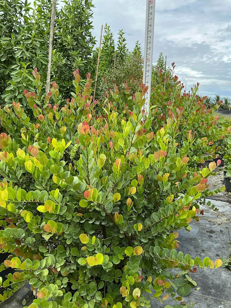 chrysobalanus-icaco-red-tip-cocoplum