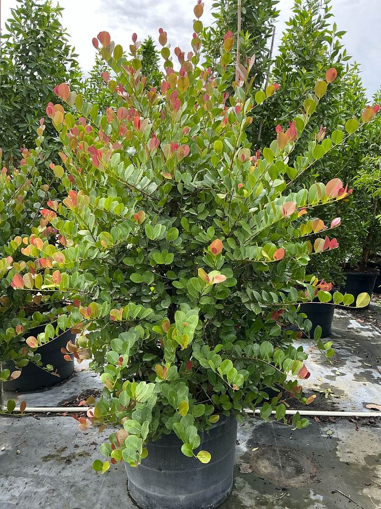 chrysobalanus-icaco-red-tip-cocoplum