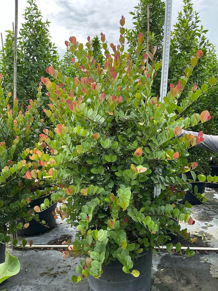 chrysobalanus-icaco-red-tip-cocoplum