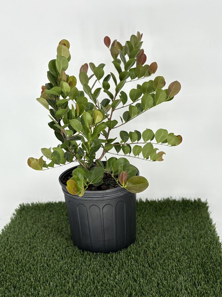 chrysobalanus-icaco-red-tip-cocoplum