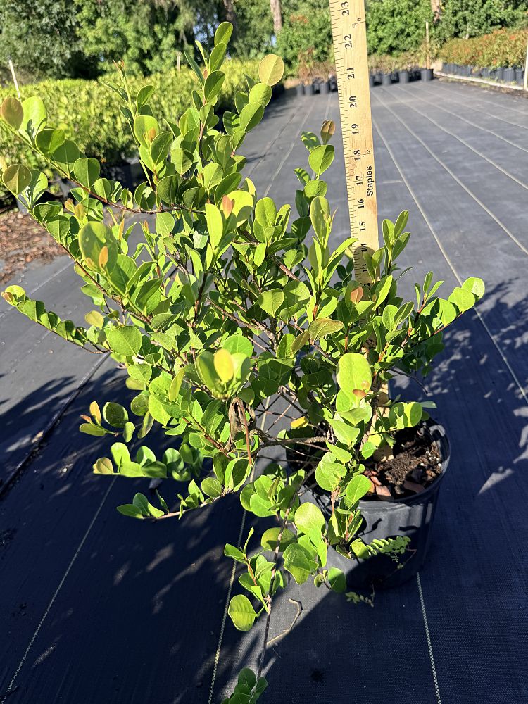 chrysobalanus-icaco-red-tip-cocoplum