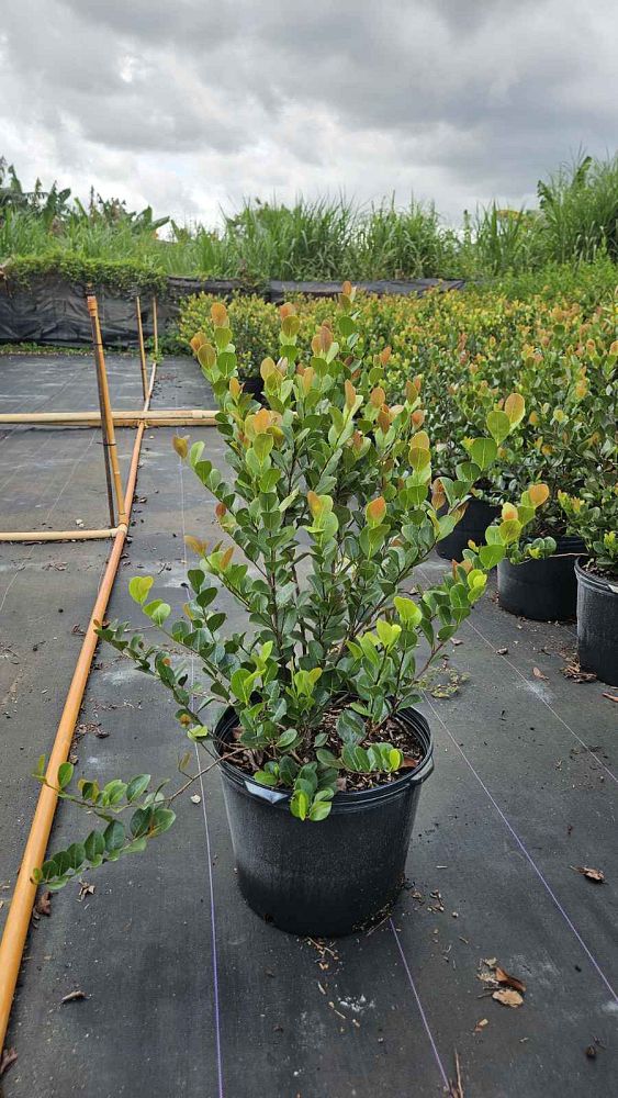 chrysobalanus-icaco-red-tip-cocoplum
