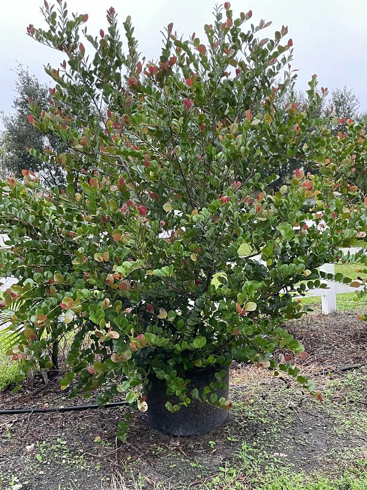 chrysobalanus-icaco-red-tip-cocoplum
