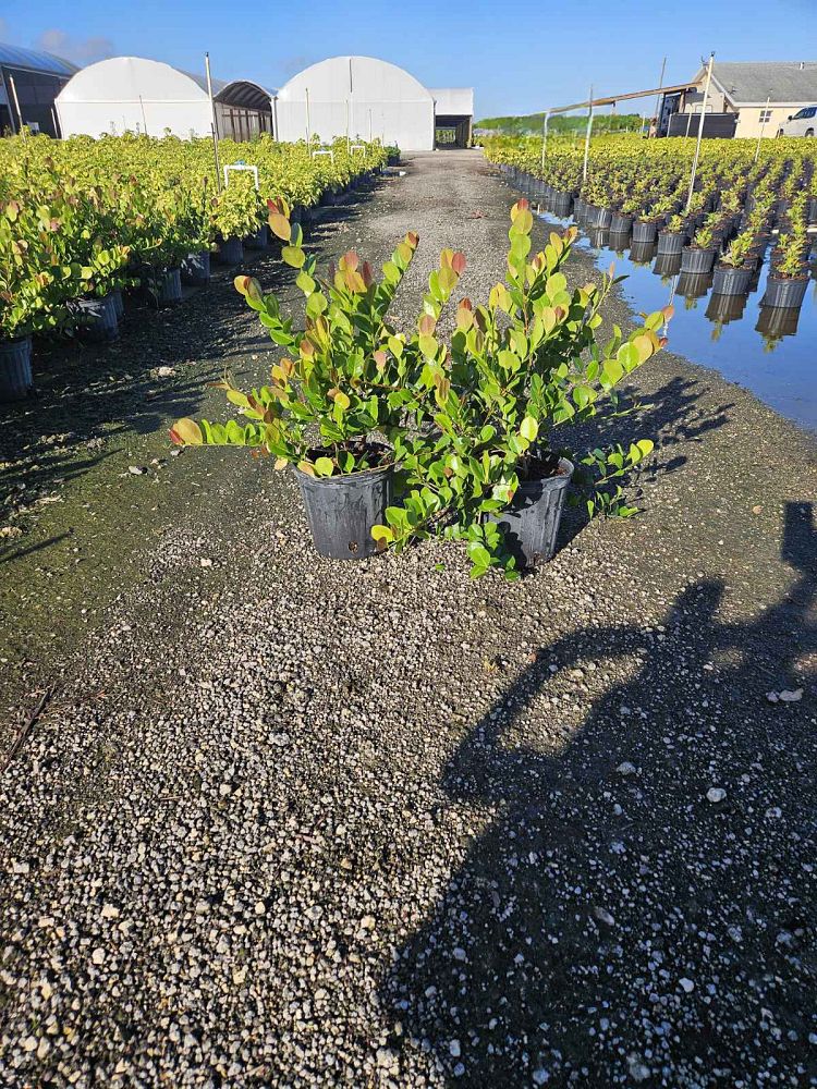 chrysobalanus-icaco-red-tip-cocoplum