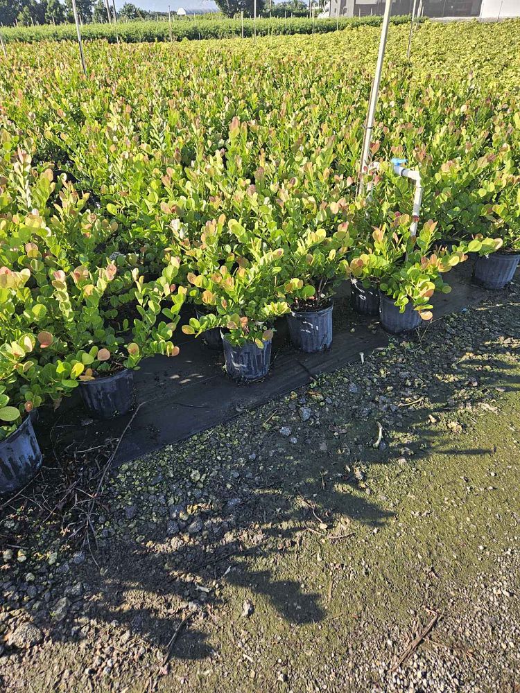 chrysobalanus-icaco-red-tip-cocoplum