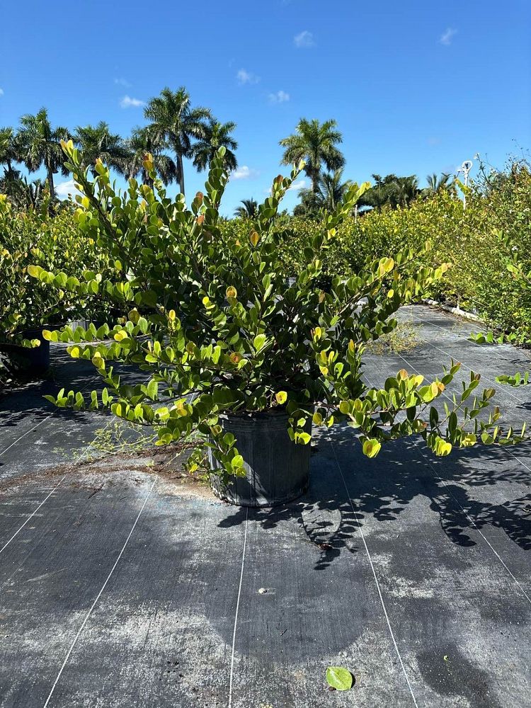 chrysobalanus-icaco-red-tip-cocoplum