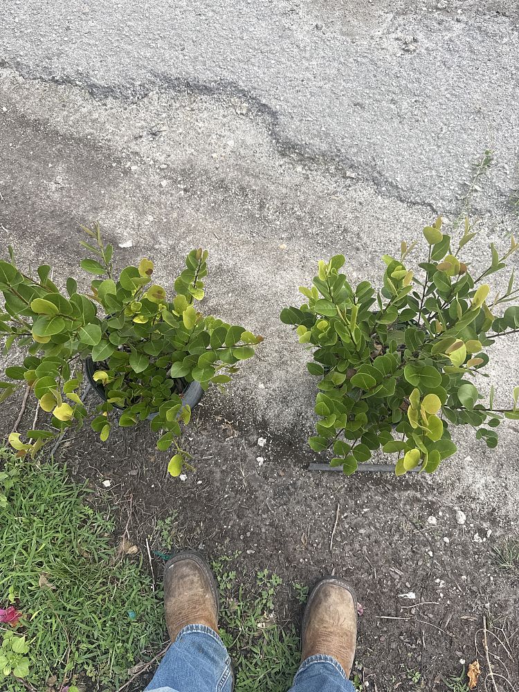 chrysobalanus-icaco-red-tip-cocoplum