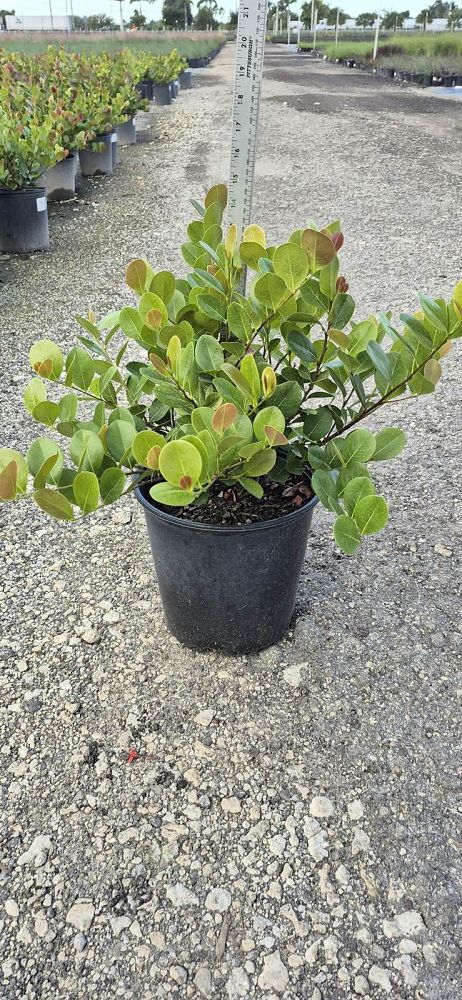 chrysobalanus-icaco-red-tip-cocoplum