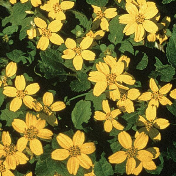 chrysogonum-virginianum-pierre-green-and-gold-goldenstar