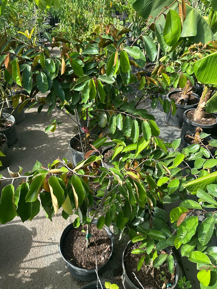 chrysophyllum-cainito-star-apple-purple-caimito
