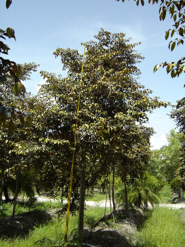 chrysophyllum-oliviforme-satin-leaf-tree