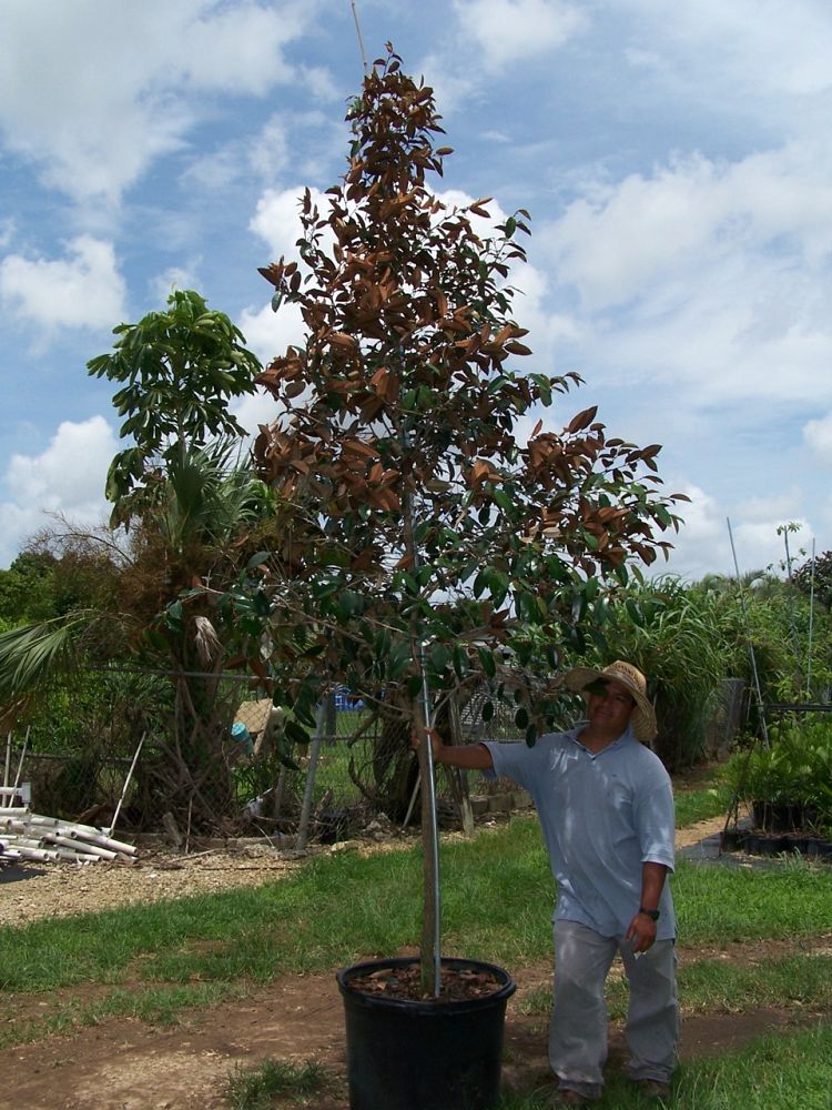 chrysophyllum-oliviforme-satin-leaf-tree
