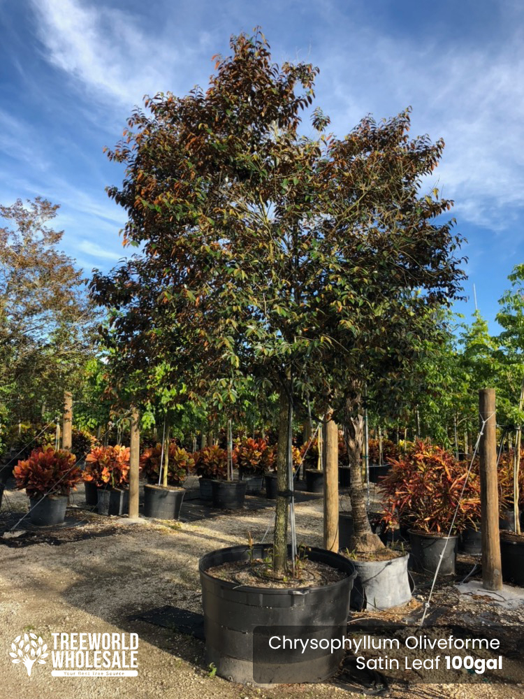 chrysophyllum-oliviforme-satin-leaf-tree