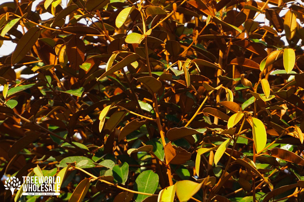 chrysophyllum-oliviforme-satin-leaf-tree