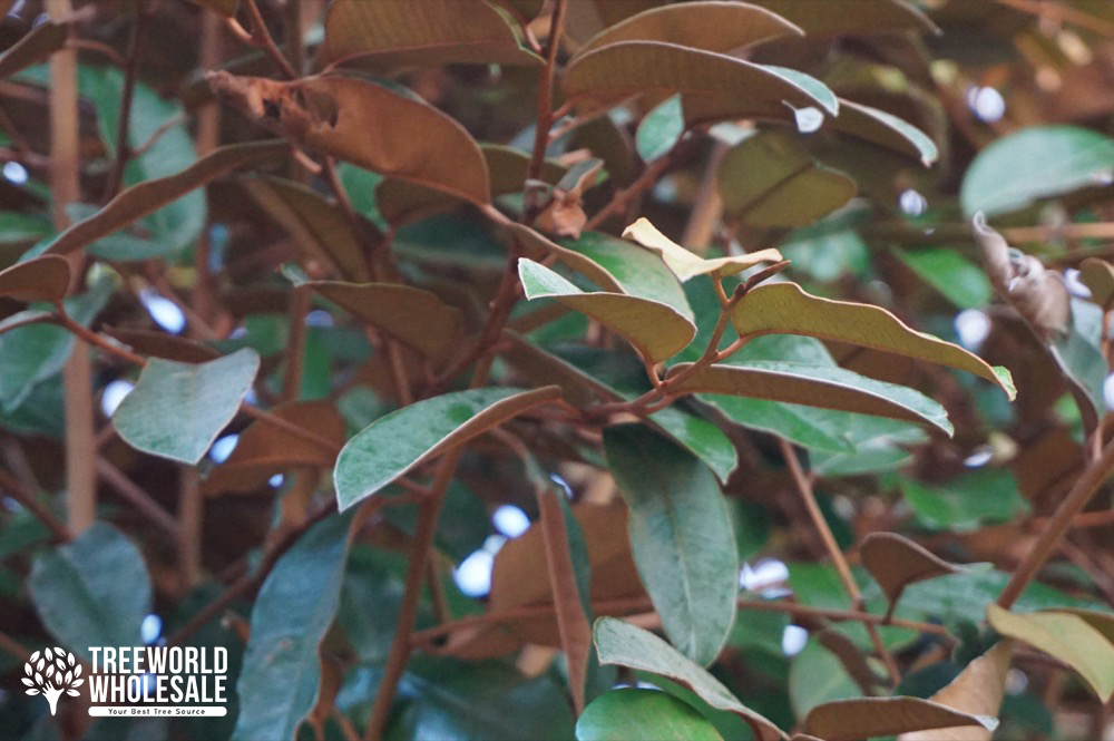 chrysophyllum-oliviforme-satin-leaf-tree