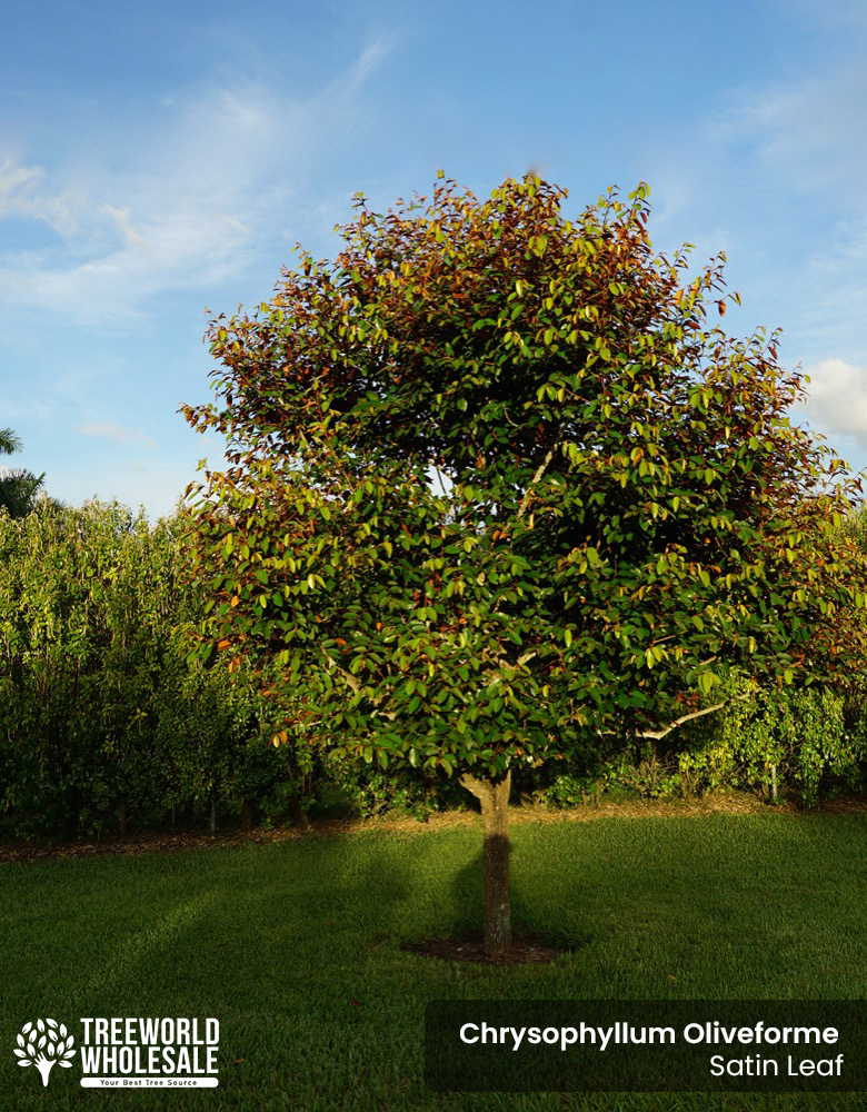 chrysophyllum-oliviforme-satin-leaf-tree
