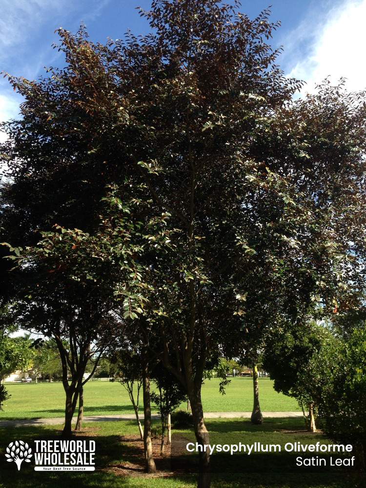 chrysophyllum-oliviforme-satin-leaf-tree