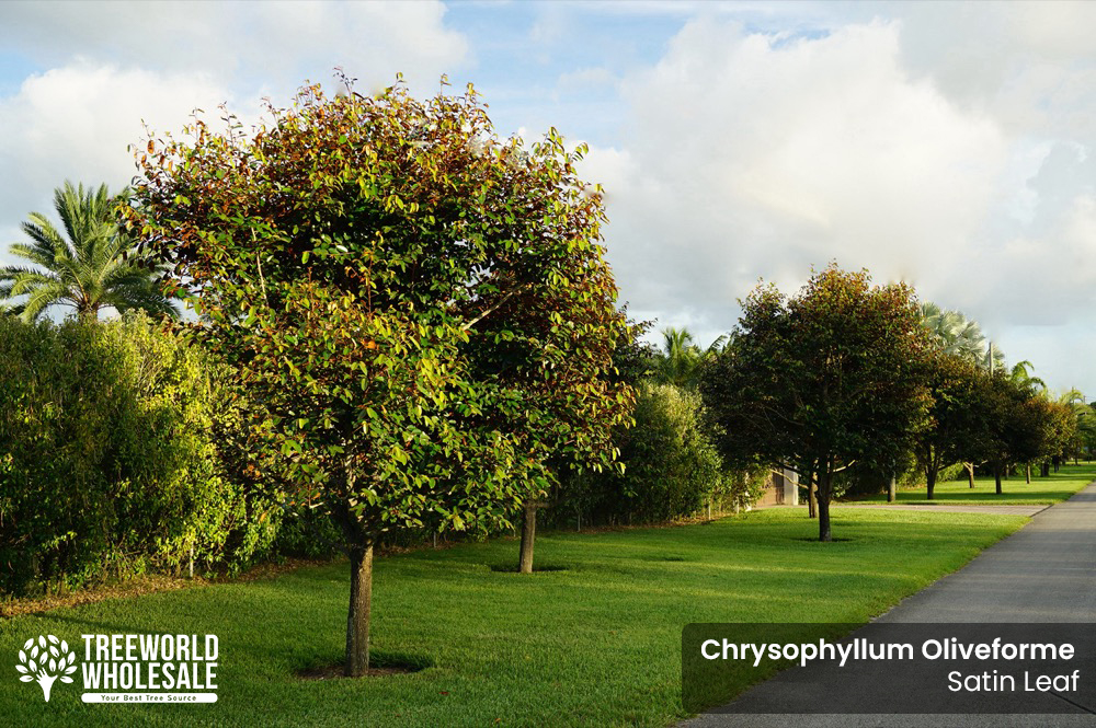 chrysophyllum-oliviforme-satin-leaf-tree