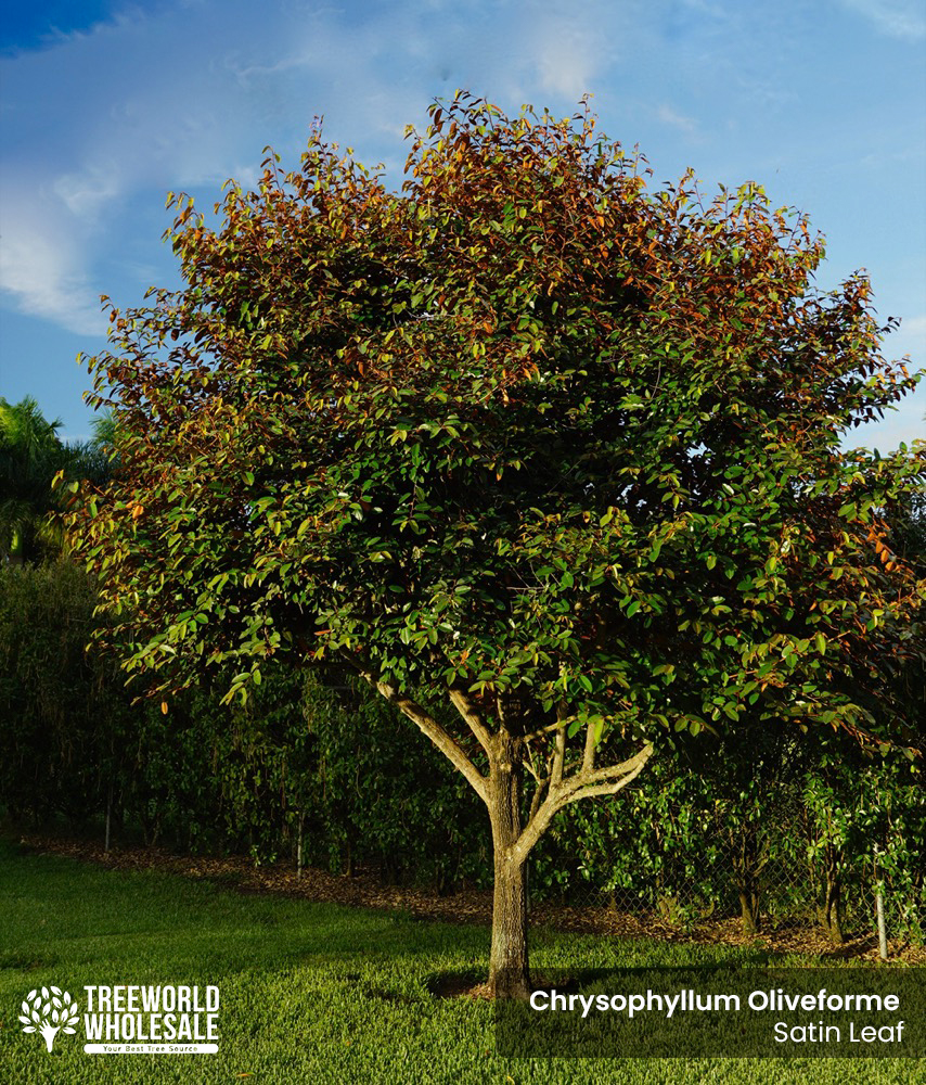 chrysophyllum-oliviforme-satin-leaf-tree