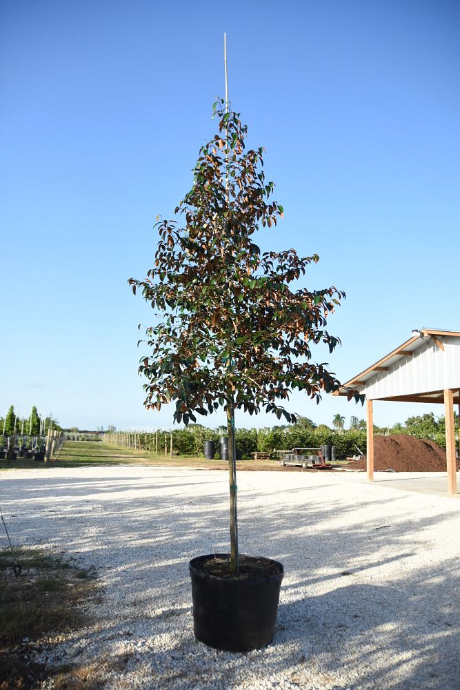 chrysophyllum-oliviforme-satin-leaf-tree