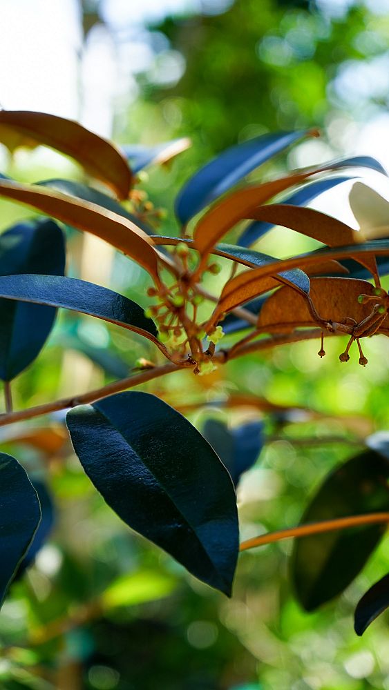 chrysophyllum-oliviforme-satin-leaf-tree