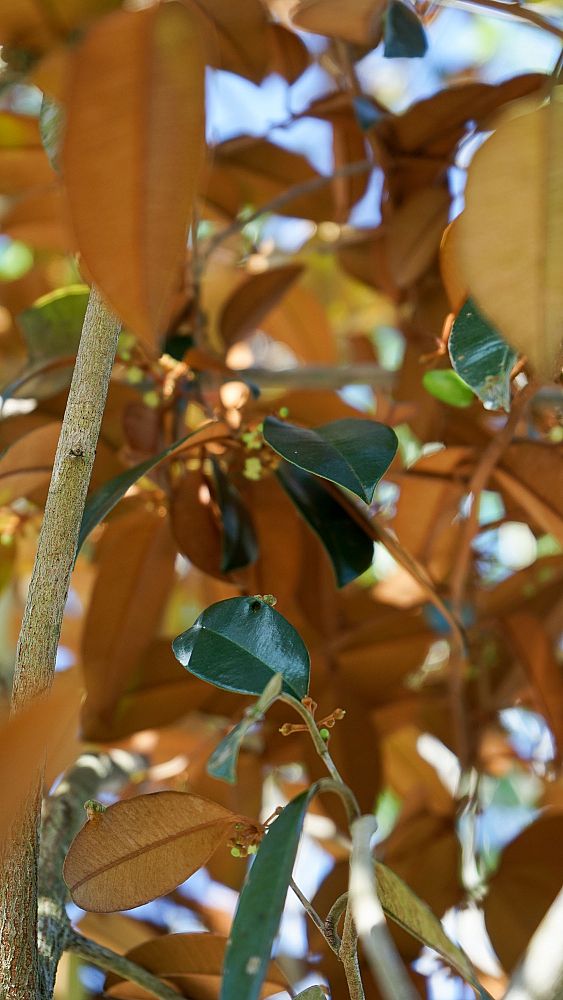 chrysophyllum-oliviforme-satin-leaf-tree