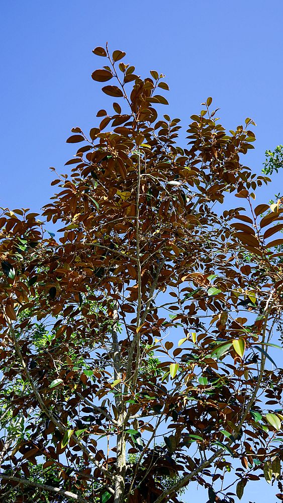 chrysophyllum-oliviforme-satin-leaf-tree
