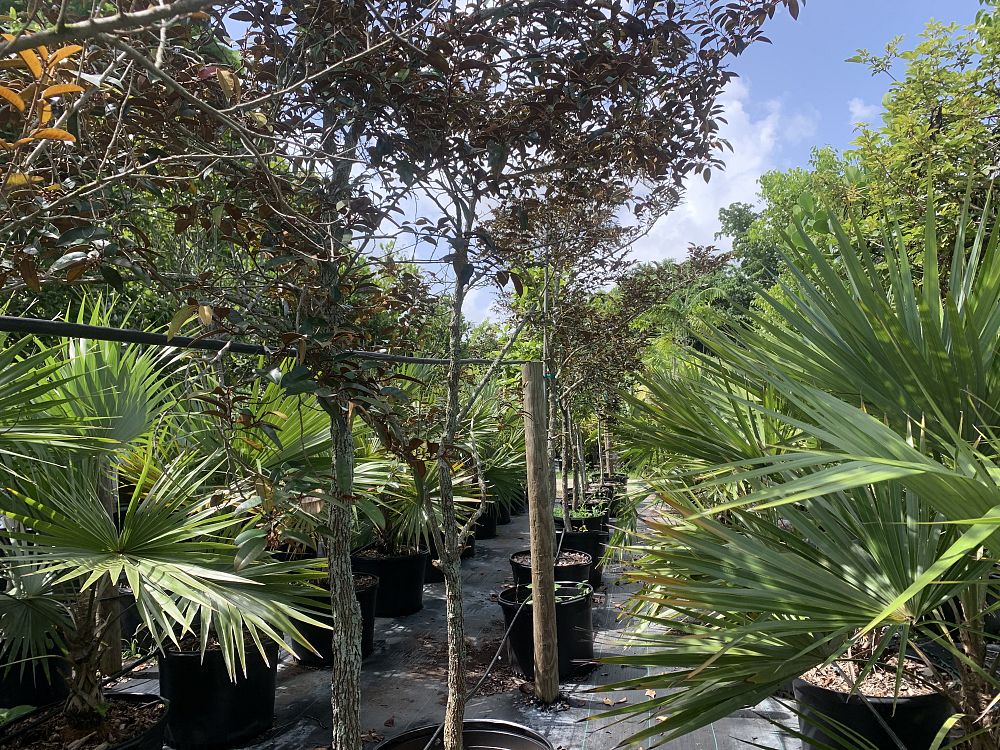 chrysophyllum-oliviforme-satin-leaf-tree