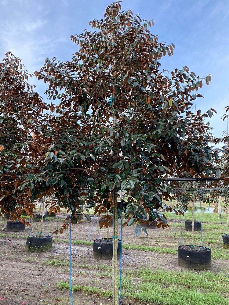 chrysophyllum-oliviforme-satin-leaf-tree