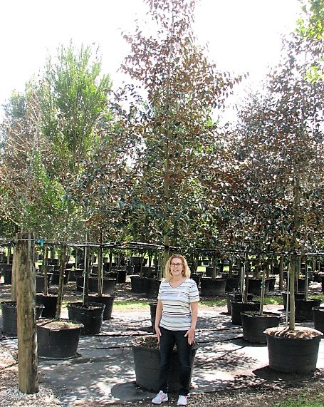 chrysophyllum-oliviforme-satin-leaf-tree