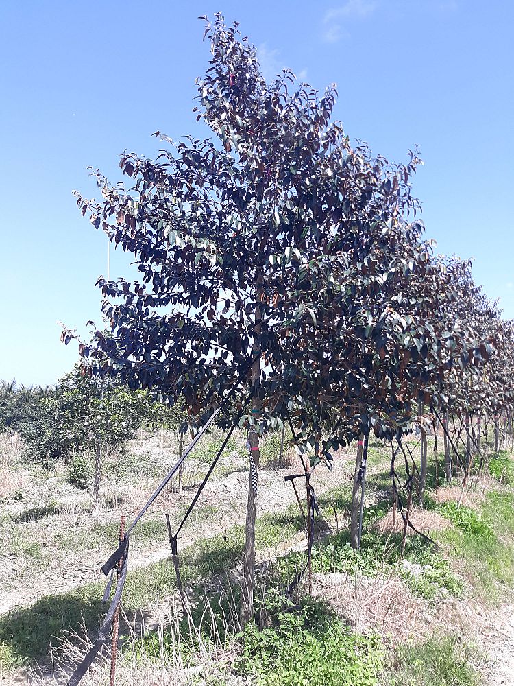 chrysophyllum-oliviforme-satin-leaf-tree