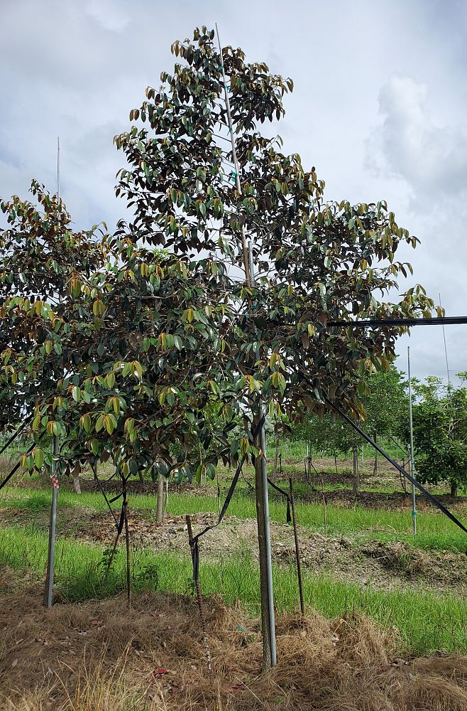 chrysophyllum-oliviforme-satin-leaf-tree