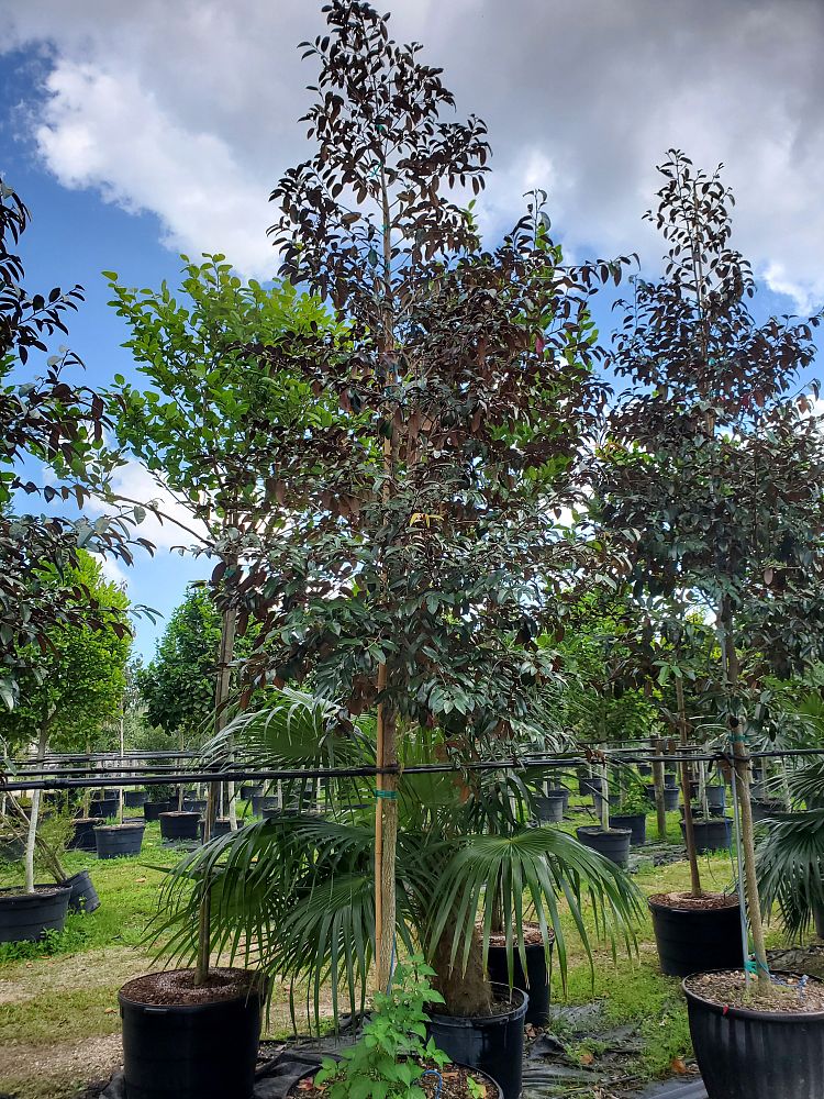 chrysophyllum-oliviforme-satin-leaf-tree